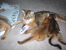 Mittsnpaws Amazin Grace DM